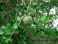 Wood apple